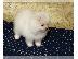 PoulaTo: Pomeranian mini